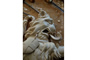 Heraldic lion carved in wood